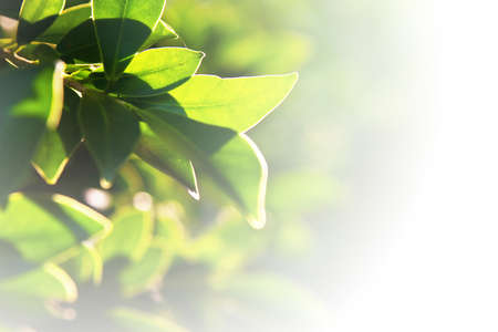 Green leaves backgroundの写真素材