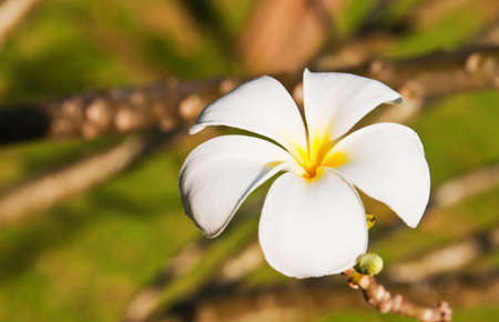 White frangipaniの写真素材
