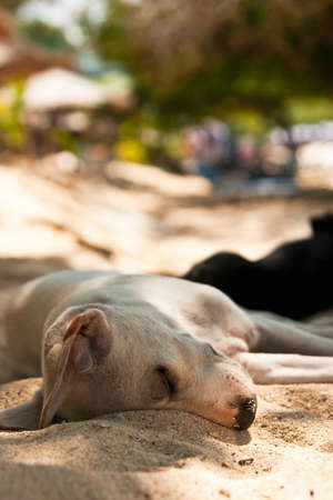 Dog sleeps on the beach