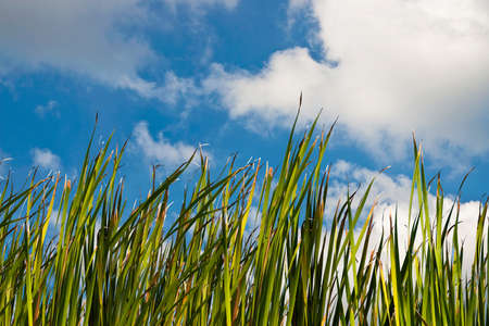 Green grasses against cloud blue skyの写真素材