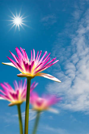 Pink lotus against cloud blue sky and sunriseの写真素材