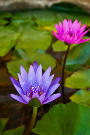 Purple and pink lotus flowerの写真素材