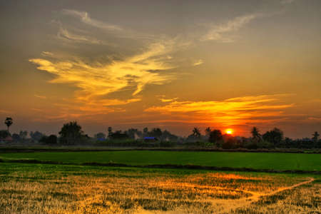 Sunset over green rice farm, Thailandの写真素材