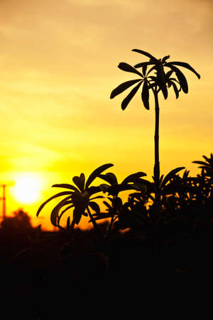 Silhouette of tree against sunsetの写真素材