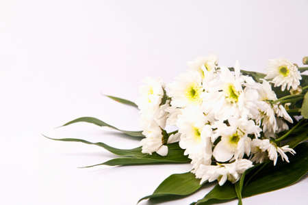 Bunch of white chrysanthemum flower isolate on whiteの写真素材