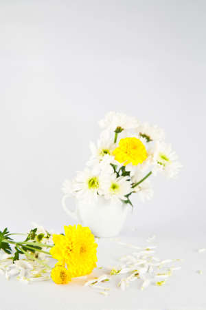 Yellow and white chrysathemum flowerの写真素材