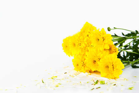 Bunch of yellow chrysanthemum flower isolate on whiteの写真素材