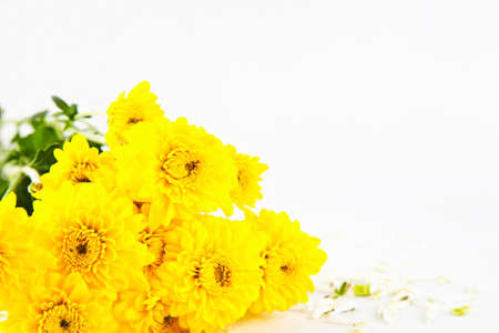 Bunch of yellow chrysanthemum flower isolate on whiteの写真素材