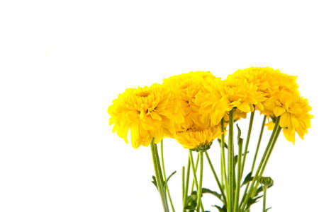 Yellow chrysanthemum flower isolate on whiteの写真素材