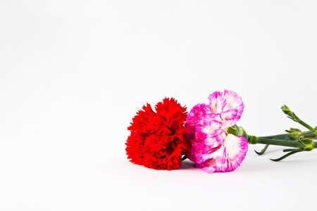 Pink and red carnation flower isolate on whiteの写真素材