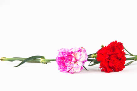 Pink and red carnation flower isolate on whiteの写真素材