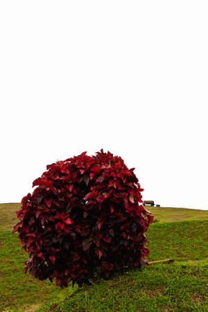 Red plant on green field, isolate on whiteの写真素材