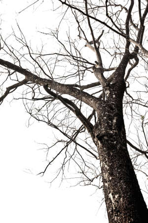 Dead tree isolate on whiteの写真素材