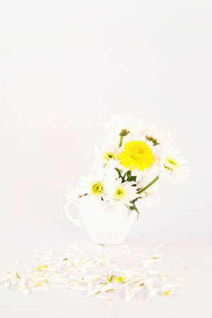 White chrysanthemum flower isolate on white