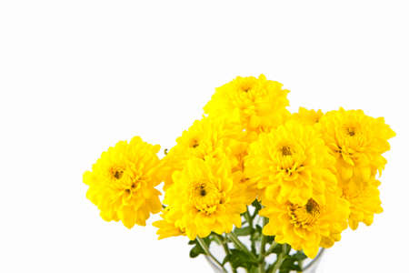 Yellow chrysanthemum flower isolate on whiteの写真素材