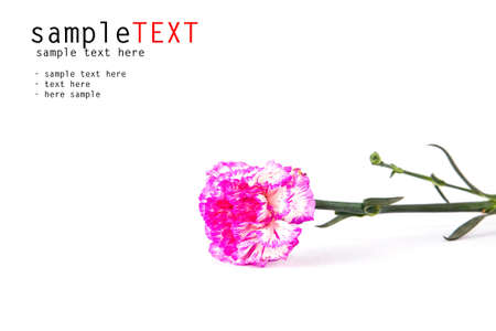 Pink carnation flower isolate on whiteの写真素材