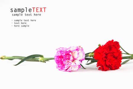 Pink and red carnation flower isolate on whiteの写真素材
