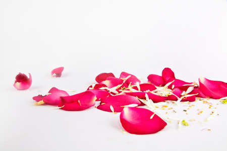 Pital of pink rose flower isolate on whiteの写真素材