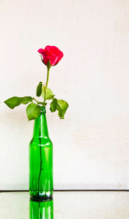 Pink rose flower isolate on white concrete wallの写真素材
