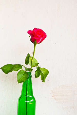 Pink rose flower isolate on white concrete wallの写真素材