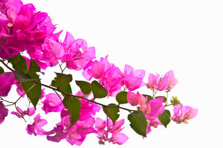 Bunch of pink bougainvillaea flower isolate on whiteの写真素材