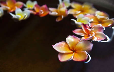 Frangipani flower in spa bowlの写真素材