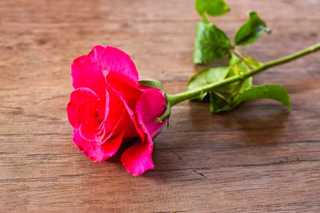 Pink rose on wooden floorの写真素材