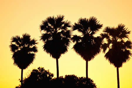 Palm trees silhoutte on sunset backgroundの写真素材