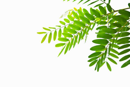 Green leaves isolate on white backgroundの写真素材