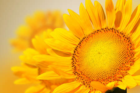 Yellow sunflower close upの写真素材