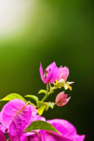 bouganvilla close upの写真素材