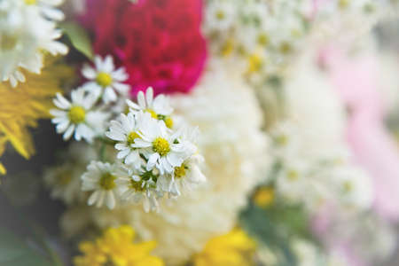 White chrysanthemum flower bunchの写真素材