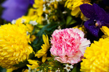 Pink carnation and yellow chrysanthemum flowerの写真素材