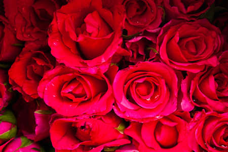 Bunch of pink rosesの写真素材