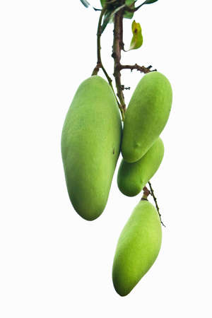 Fresh green mangoes isolated on white backgroundの写真素材