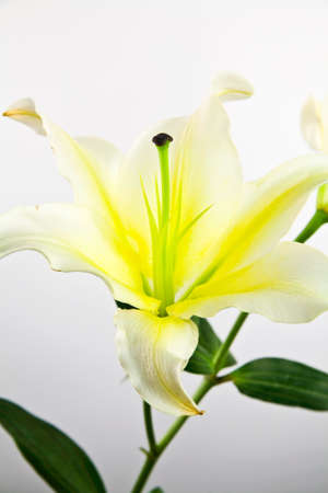Flower lily closeupの写真素材