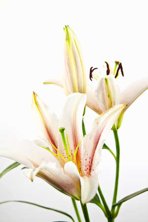 Flower lilies isolated on white backgroundの写真素材