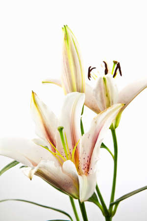 Beautiful flower lily isolated on whiteの写真素材