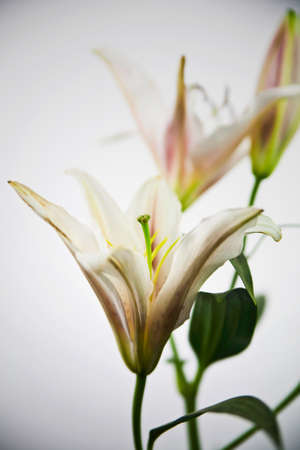Lily flowerの写真素材