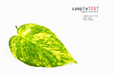 Closeup green leaf isolated on whiteの写真素材