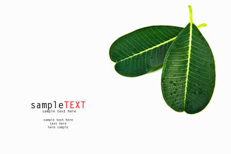 Closeup green leaves isolated on white backgroundの写真素材