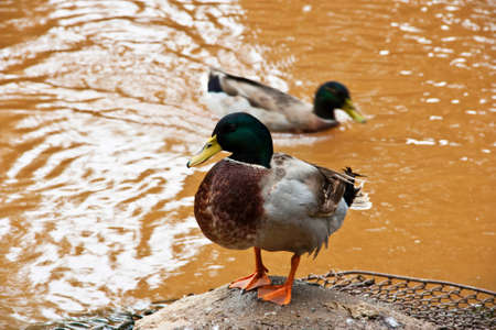 Ducks in lakeの写真素材