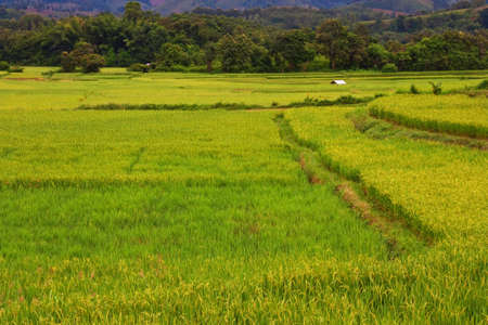 Step of green rice farm in Thailandの写真素材