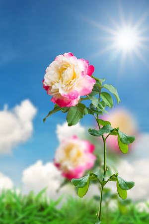 Beautiful pink flower on landscape backgroundの写真素材