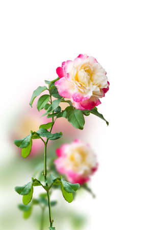 Beautiful pink rose isolate on whiteの写真素材