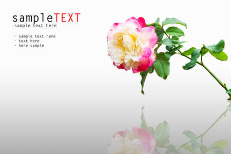 Pink rose on a logn stalk reflex on white backgroundの写真素材