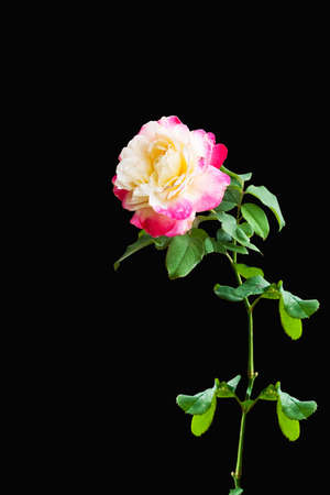 Pink rose isolate on black backgroundの写真素材