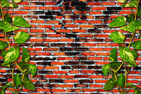 Climber plant on grunge brick wallの写真素材