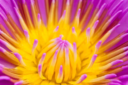 Close up tropical lotus blossomの写真素材