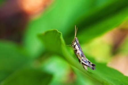 Grasshopper on green leaf backgroundの写真素材
